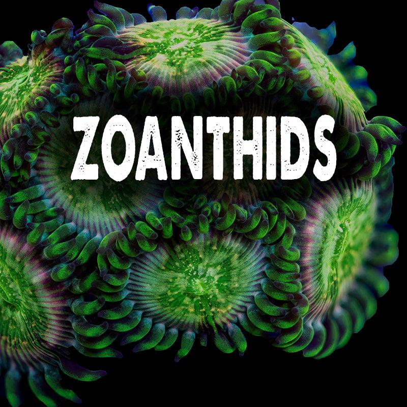 Zoanthids - riptide aquaculture llc