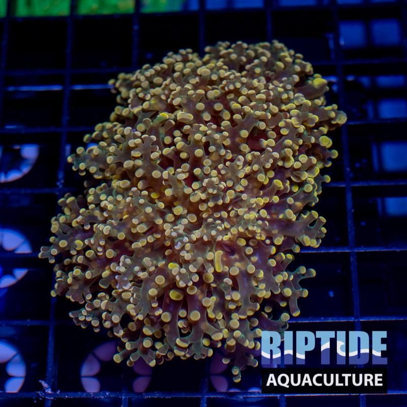 Frogspawn - riptide aquaculture llc