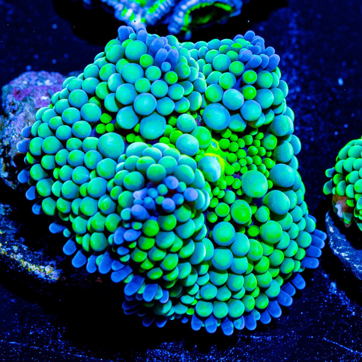 Green Florida Ricordea Mushroom