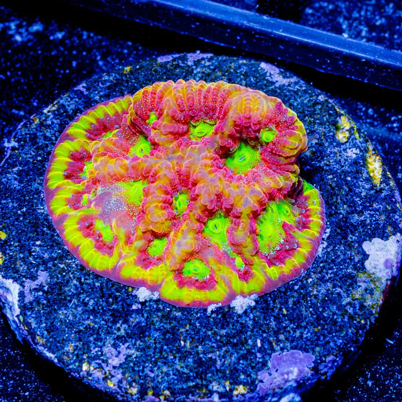Conflict Diamond Favia