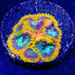 Yellow Submarine Favia - riptide aquaculture llc