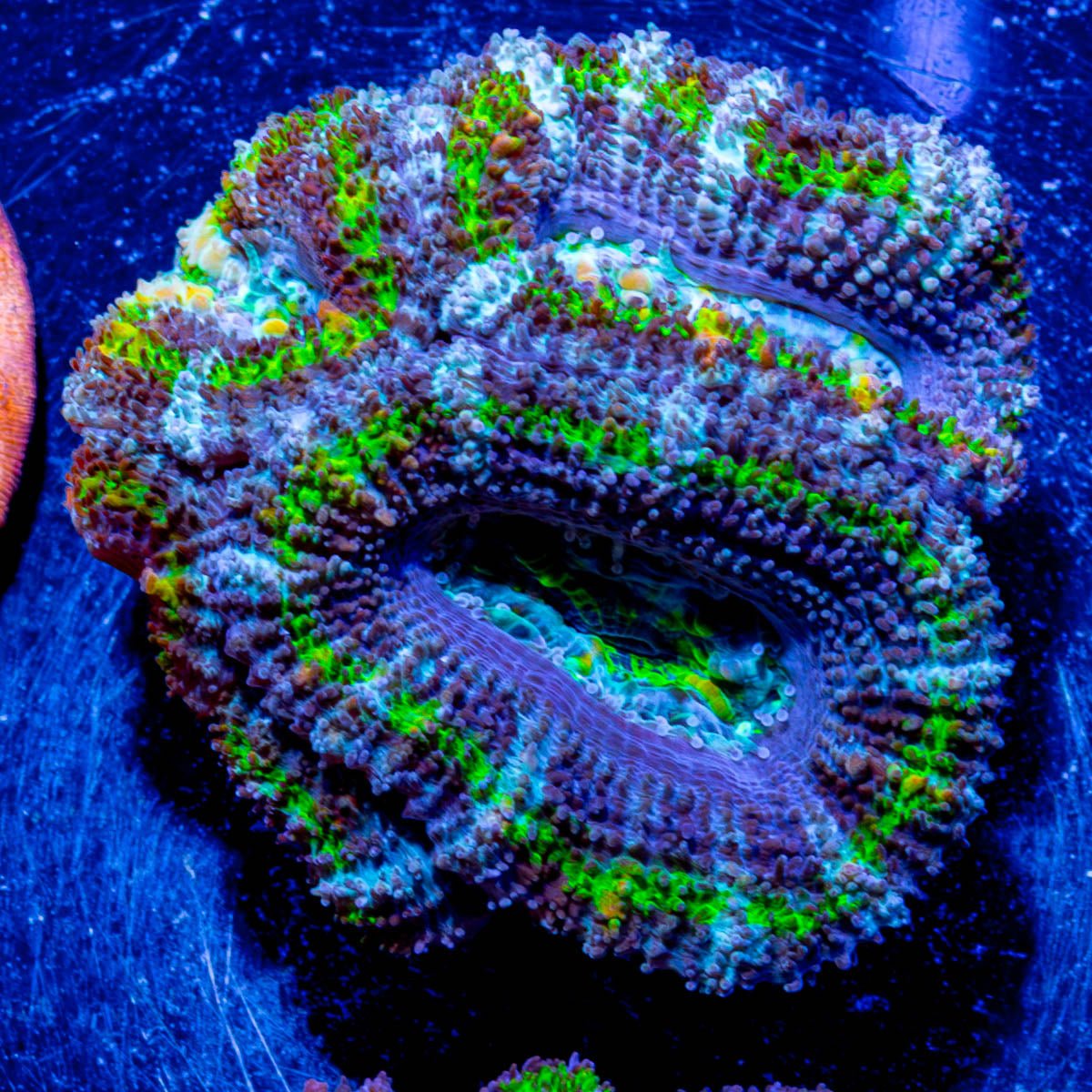 Micromussa Acan - riptide aquaculture llc