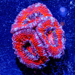 Micromussa Acan - riptide aquaculture llc