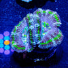 Micromussa Acan - riptide aquaculture llc