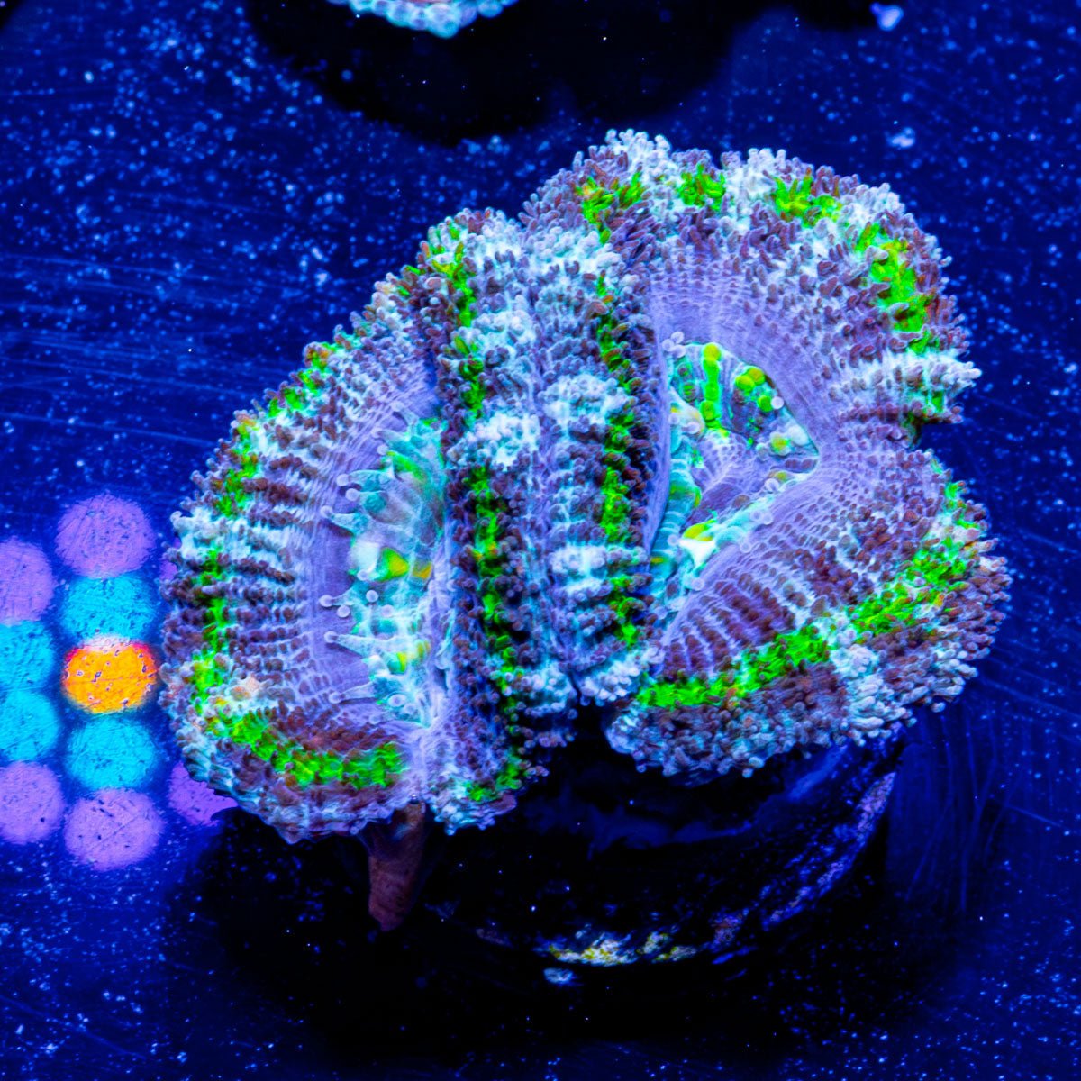 Micromussa Acan - riptide aquaculture llc