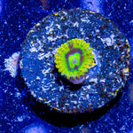 Rainbow Yoda Zoanthid - riptide aquaculture llc