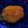 Rainbow Mico Goniopora - riptide aquaculture llc