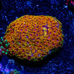 Rainbow Mico Goniopora - riptide aquaculture llc