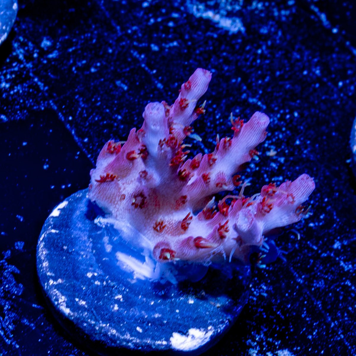 Night Furry Acropora - riptide aquaculture llc