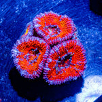 Acan / Micromussa - riptide aquaculture llc