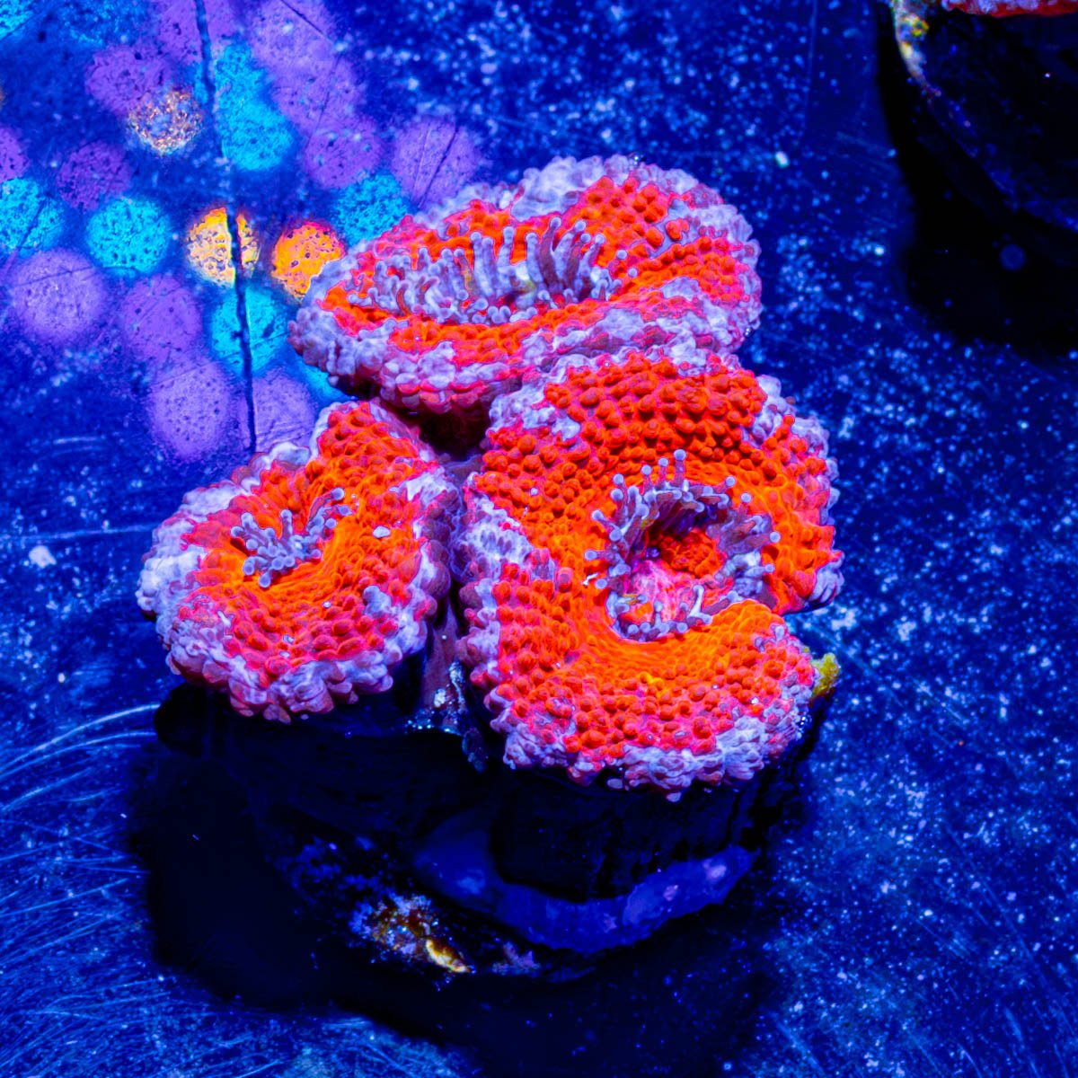 Acan / Micromussa - riptide aquaculture llc
