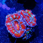 Acan / Micromussa - riptide aquaculture llc