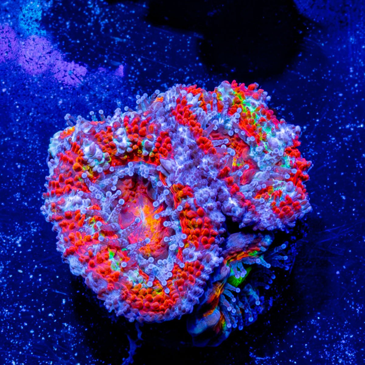 Acan / Micromussa - riptide aquaculture llc