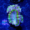 Acan / Micromussa - riptide aquaculture llc