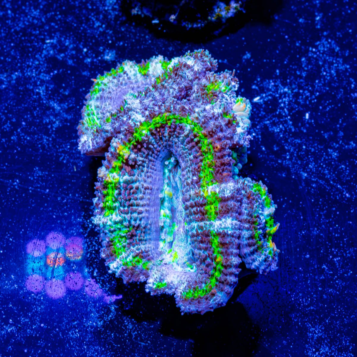 Acan / Micromussa - riptide aquaculture llc