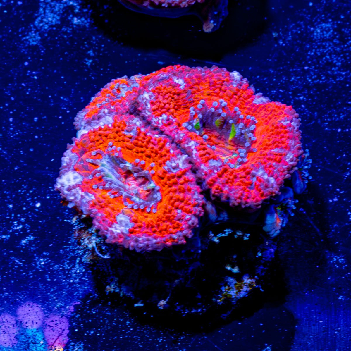 Acan / Micromussa - riptide aquaculture llc