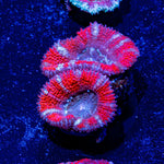 Acan / Micromussa - riptide aquaculture llc