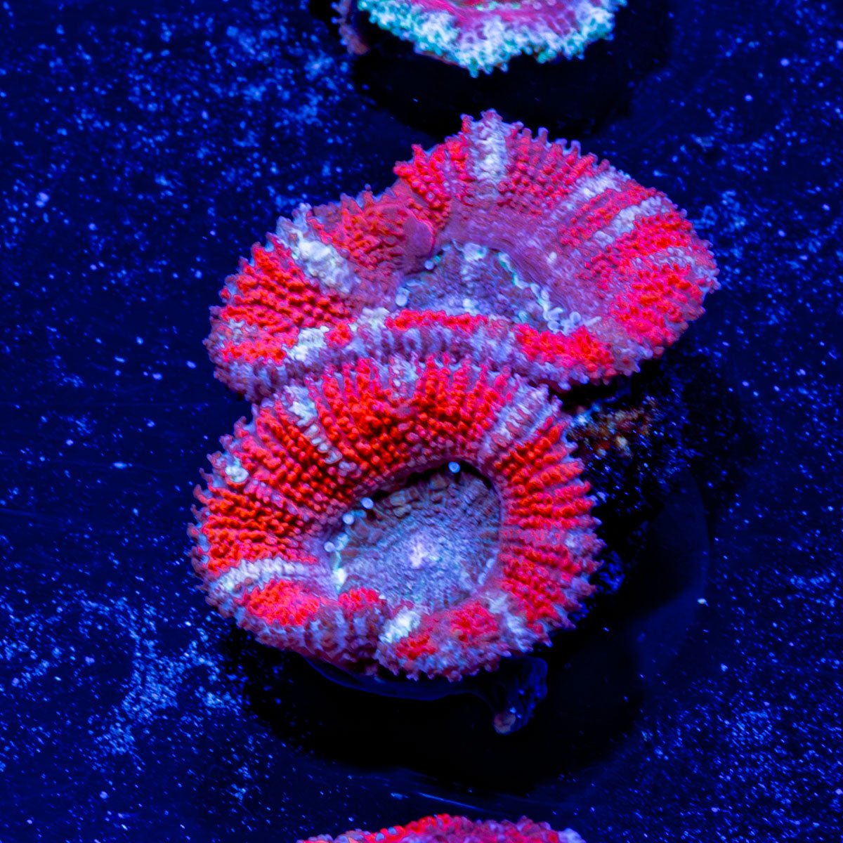 Acan / Micromussa - riptide aquaculture llc