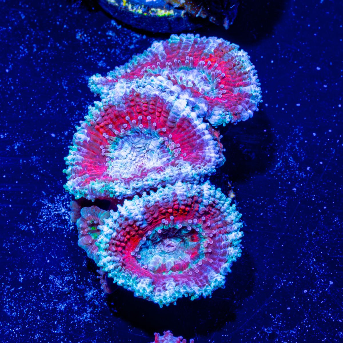 Acan / Micromussa - riptide aquaculture llc