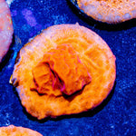 CC Tangerine Juice Leptoseris - riptide aquaculture llc