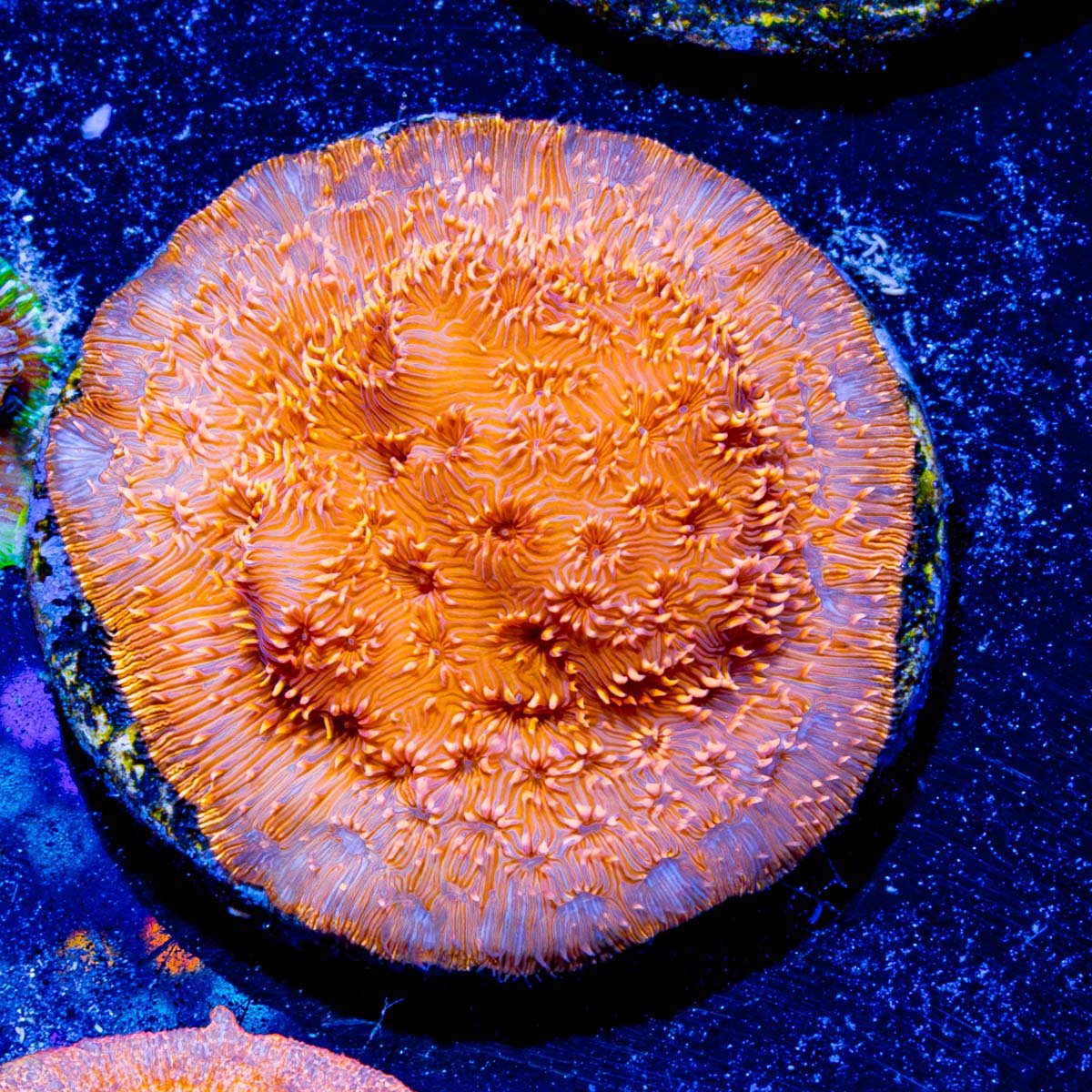 Orange Pavona - riptide aquaculture llc