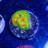 Poison Dart Frog Favia - riptide aquaculture llc