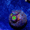Twisted Peach Zoanthid - riptide aquaculture llc