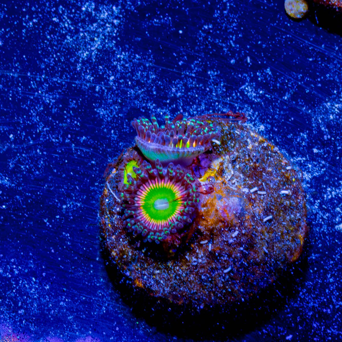 Twisted Peach Zoanthid - riptide aquaculture llc