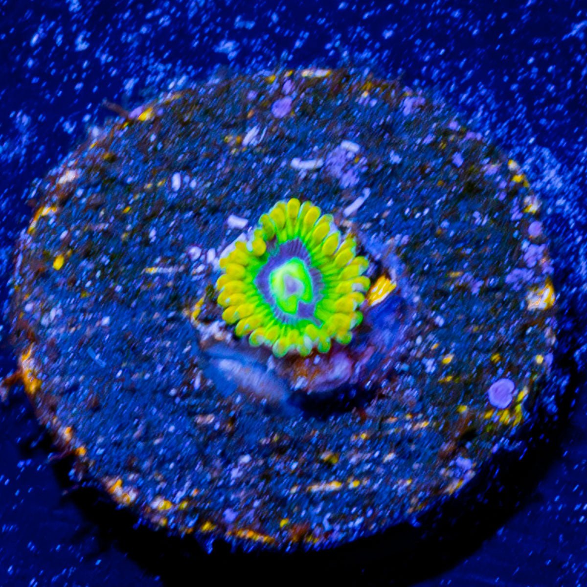 Rainbow Yoda's Zoanthid - riptide aquaculture llc