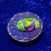Emerald Murals Zoanthid - riptide aquaculture llc