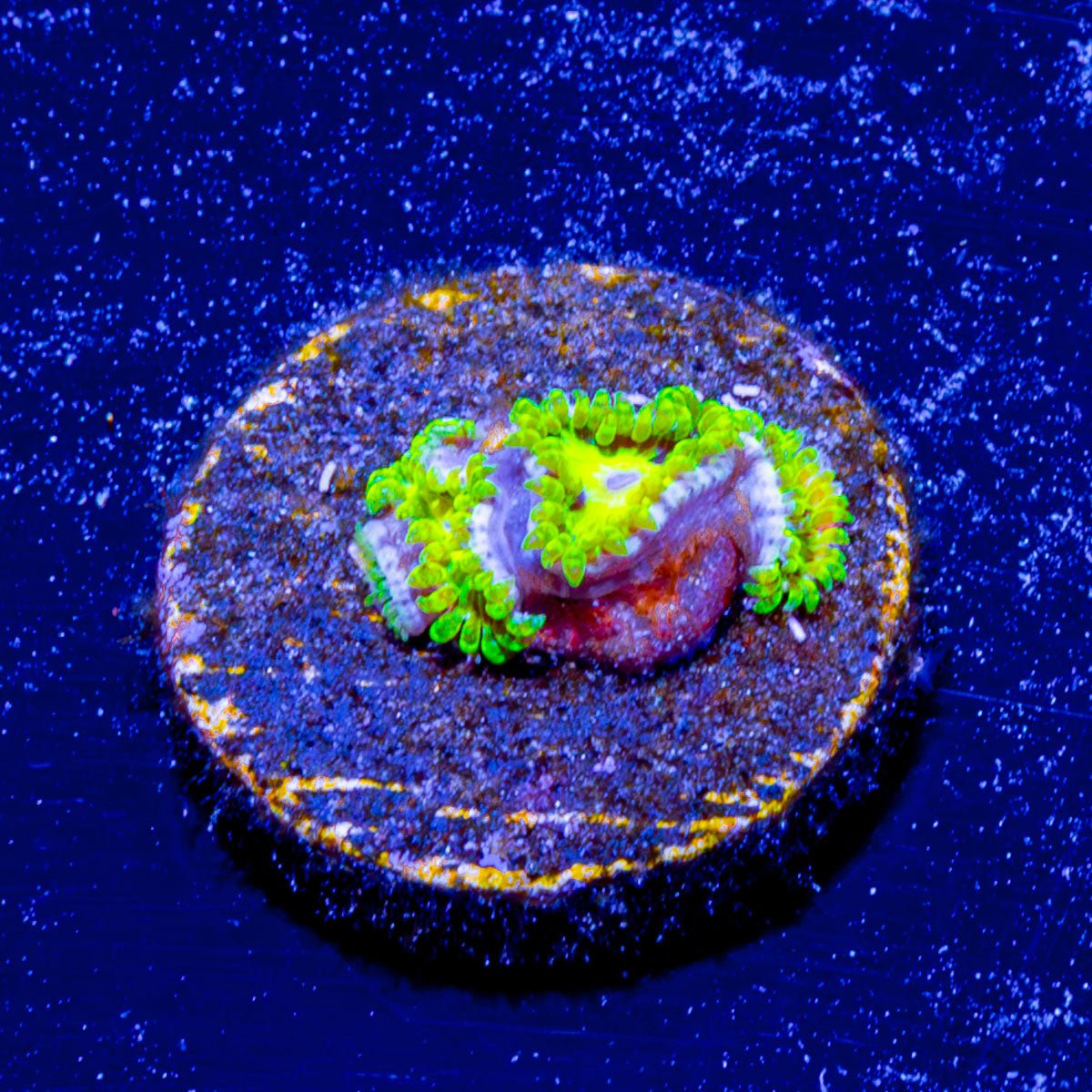 Emerald Murals Zoanthid - riptide aquaculture llc