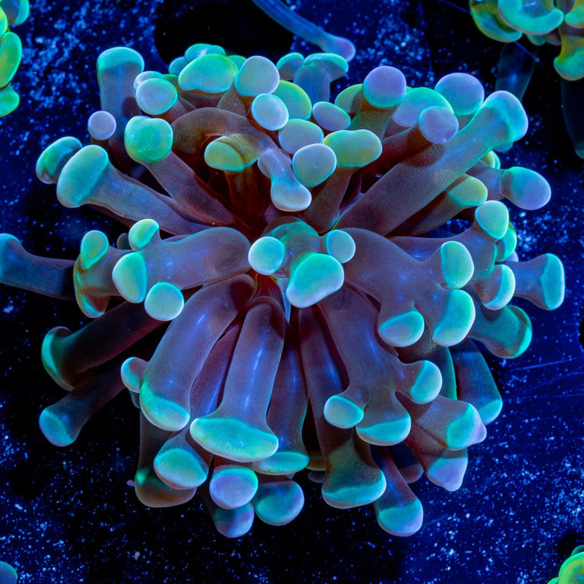Assorted Hammer - riptide aquaculture llc