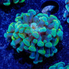 Assorted Hammer - riptide aquaculture llc