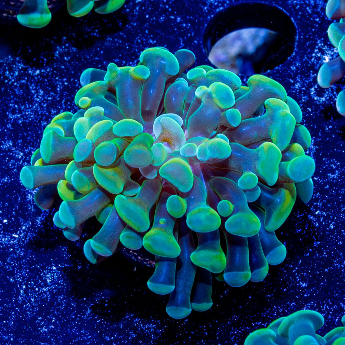 Assorted Hammer - riptide aquaculture llc
