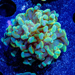Assorted Hammer - riptide aquaculture llc