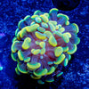 Assorted Hammer - riptide aquaculture llc