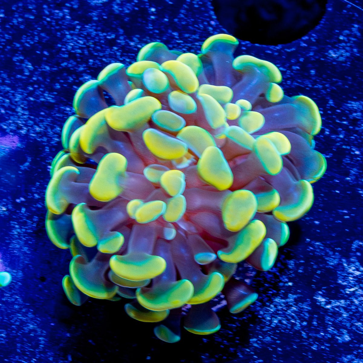 Assorted Hammer - riptide aquaculture llc