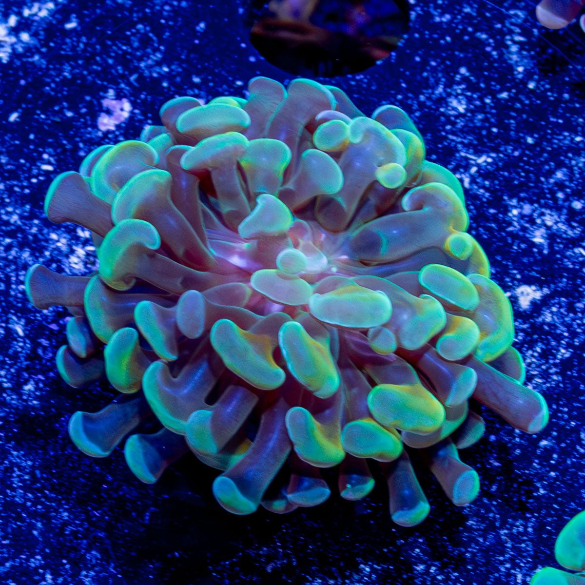 Assorted Hammer - riptide aquaculture llc