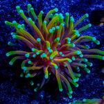 21 Tails Torch - riptide aquaculture llc