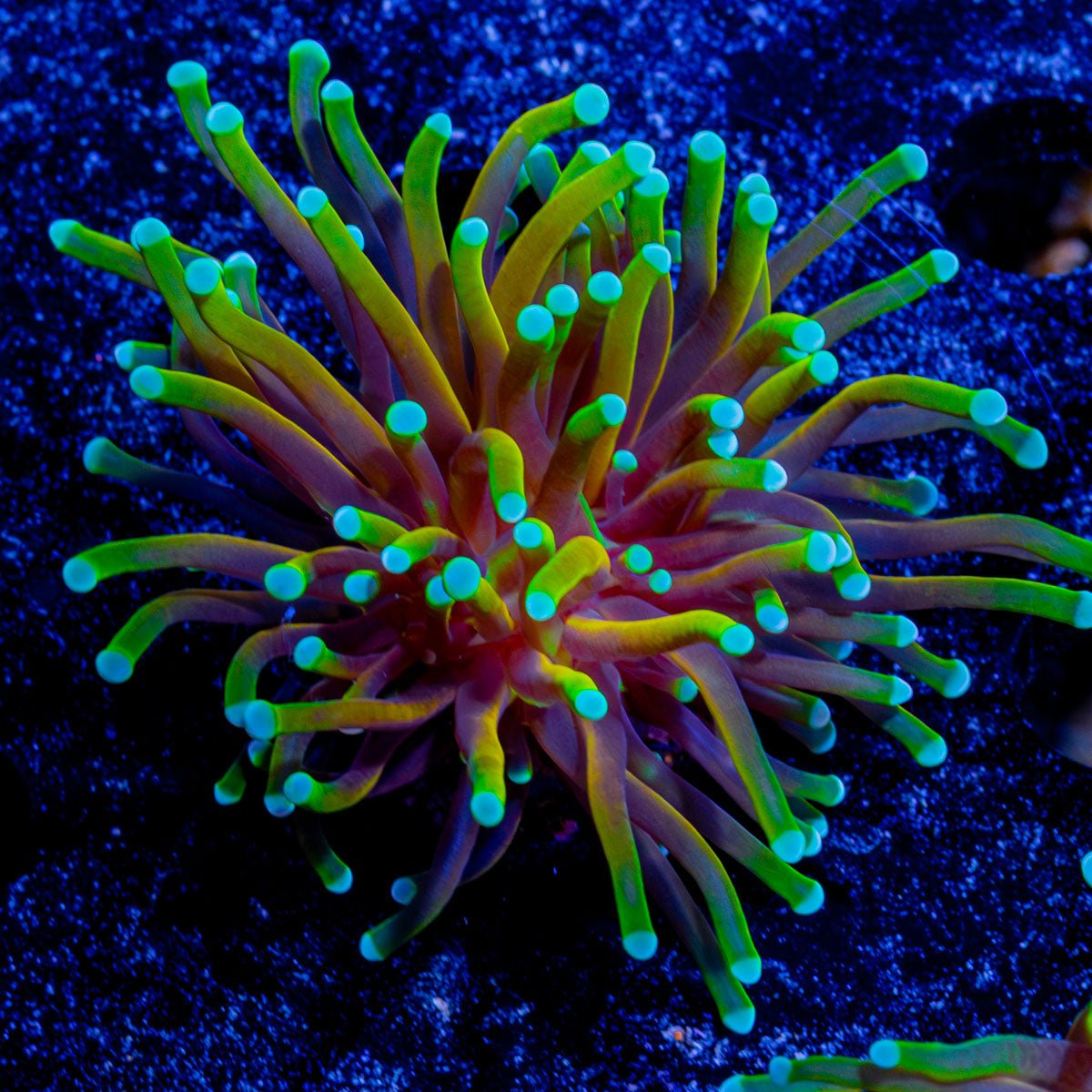 21 Tails Torch - riptide aquaculture llc