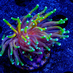 21 Tails Torch - riptide aquaculture llc