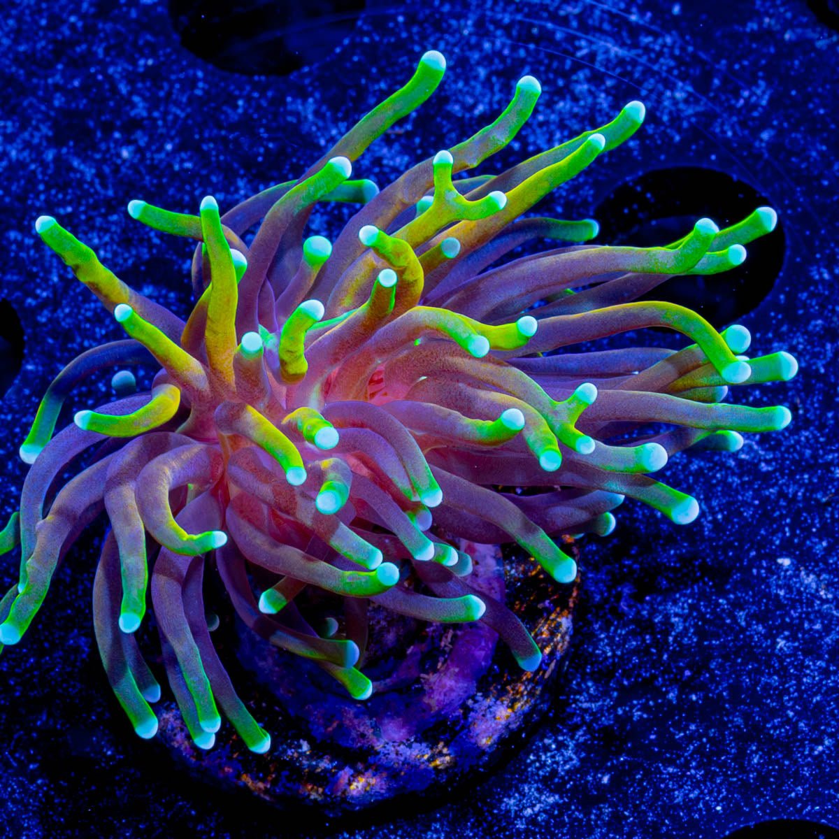 21 Tails Torch - riptide aquaculture llc
