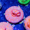 Klepto Lepto - riptide aquaculture llc