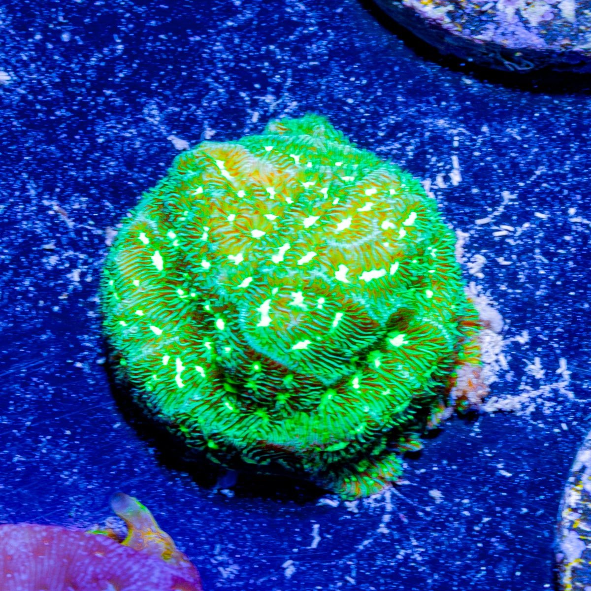 THin Mint Lepto - riptide aquaculture llc