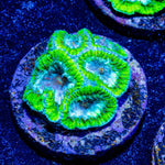 WWC Kiwi Frost Favia Coral - riptide aquaculture llc