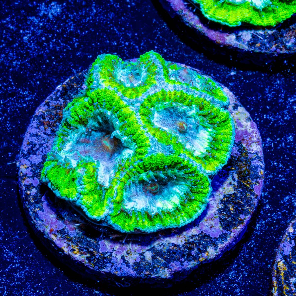 WWC Kiwi Frost Favia Coral - riptide aquaculture llc