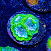 WWC Kiwi Frost Favia Coral - riptide aquaculture llc