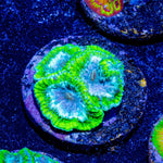 WWC Kiwi Frost Favia Coral - riptide aquaculture llc