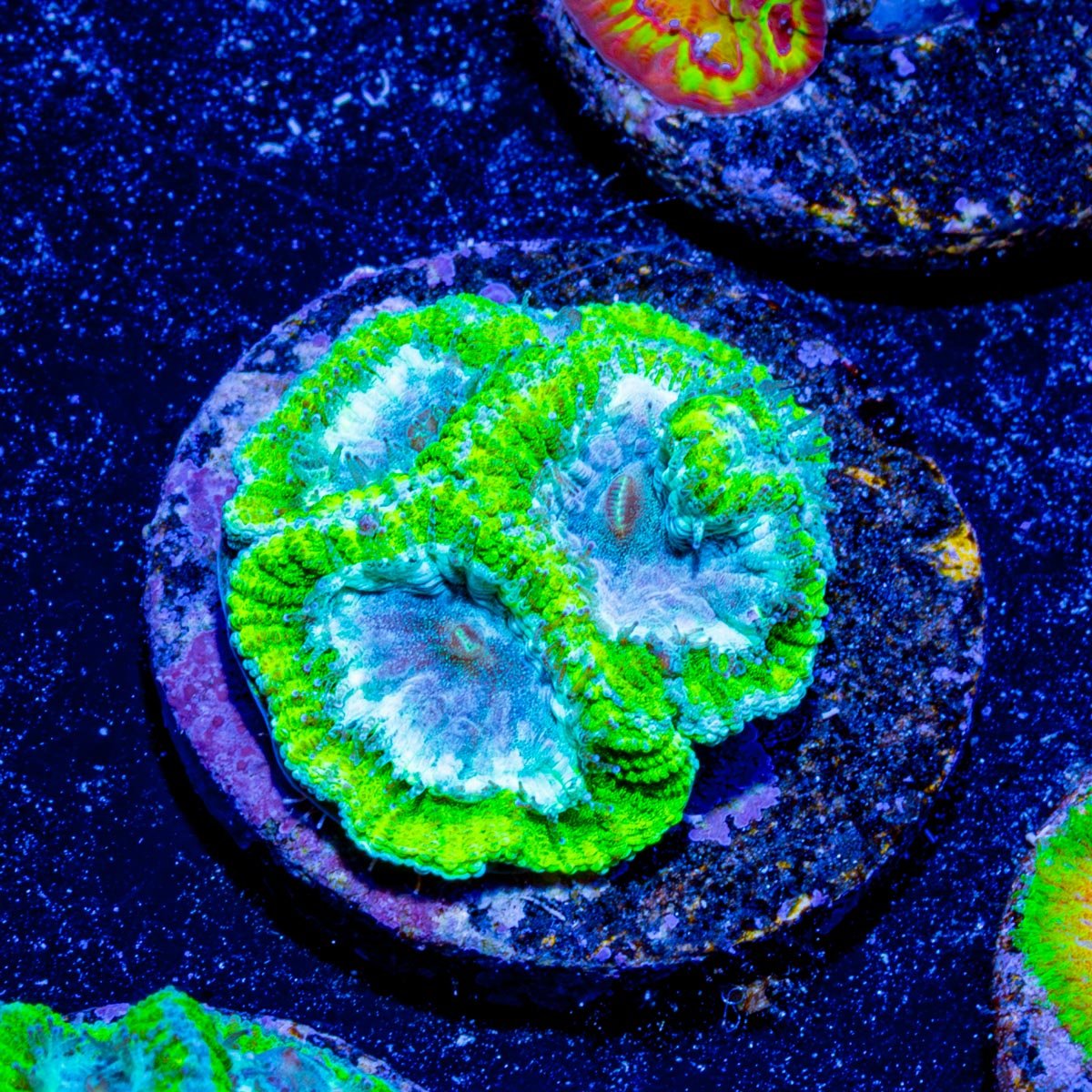 WWC Kiwi Frost Favia Coral - riptide aquaculture llc