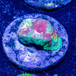 Ass Fungus Favia - riptide aquaculture llc